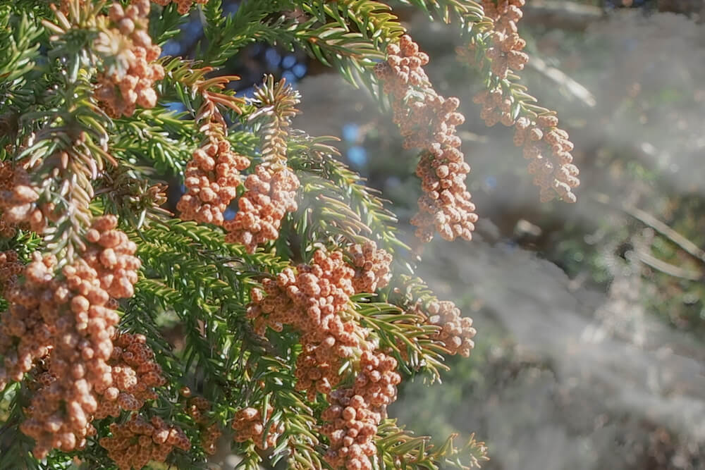 車の花粉・黄砂汚れを落とす方法と対策！春は洗車頻度を高くしよう
